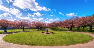 Blue Skies and Cherry Blossom
Photography by Malcolm J Smith