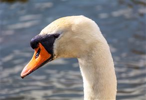 Photography by Malcolm J Smith