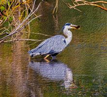 Heron fishing for lunch at Keptie Pond, Arbroath

Photography by Malcolm J Smith