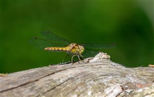 Photography by Malcolm J Smith