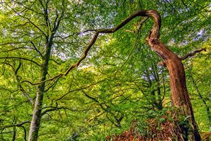 Shot along the River North Esk on the 