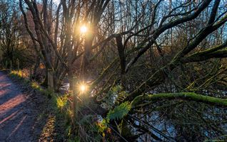 Forest Bathing while soaking the light from between the Trees