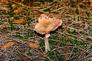Mushroom on the Forest Floor with light filtering though the trees.