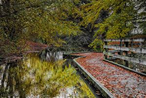 One of the water walkways at Morton Lochs in Autumn

Photography by Malcolm J Smith