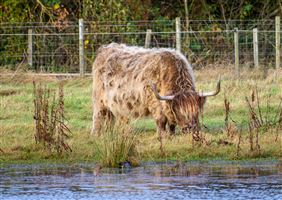 One of the Highland Coos at Riverside Nature Reserve

Photography by Malcolm J Smith