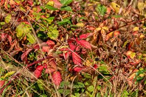 The changing colours of Autumn