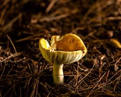Mushroom on the Forest Floor with light filtering though the trees.