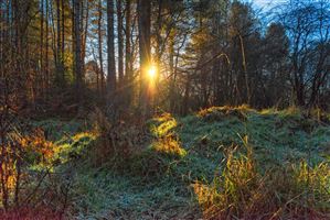 Forest Bathing while soaking the light from between the Trees
