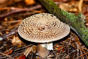 Mushroom on the Forest Floor with light filtering though the trees.