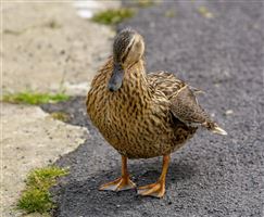 Photography by Malcolm J Smith