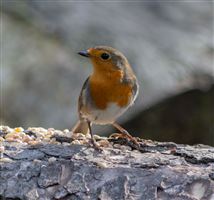 Photography by Malcolm J Smith