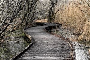 Wooden walkway at Loch of Kinnordy
Photography by Malcolm J Smith