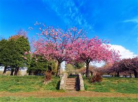Blue Skies and Cherry Blossom
Photography by Malcolm J Smith