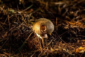 Mushroom on the Forest Floor with light filtering though the trees.