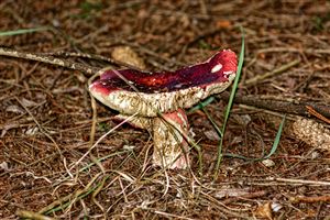 Exploring the Forest Floor
Photography by Malcolm J Smith