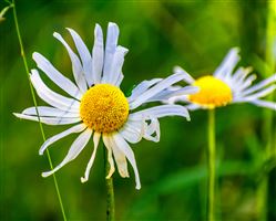 Photography by Malcolm J Smith