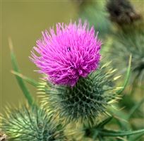 Photography by Malcolm J Smith