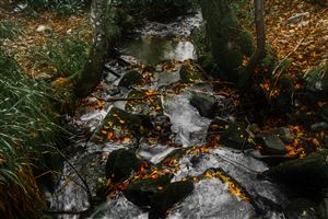 Shot along the River North Esk on the 