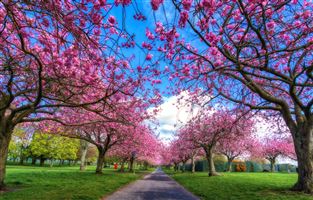 Dawson Park, Dundee
Photography by Malcolm J Smith