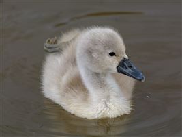 Cute ball of fluffiness!
Photography by Malcolm J Smith