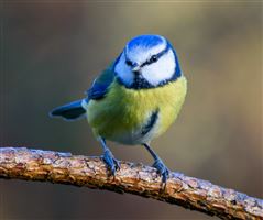 Photography by Malcolm J Smith