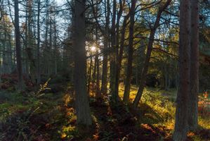 Forest Bathing while soaking the light from between the Trees
