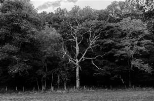 Shot on a walk along the path from Killiecrankie to Pitlochry by Linn of Tummel
