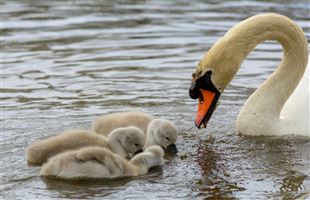 Swannie Ponds, Dundee
Photography by Malcolm J Smith