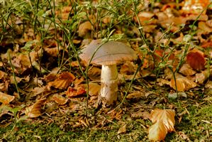 Shot along the River North Esk on the 