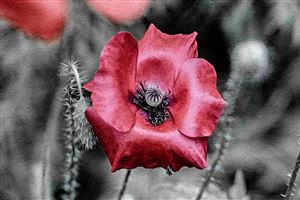 Photography by Malcolm J Smith