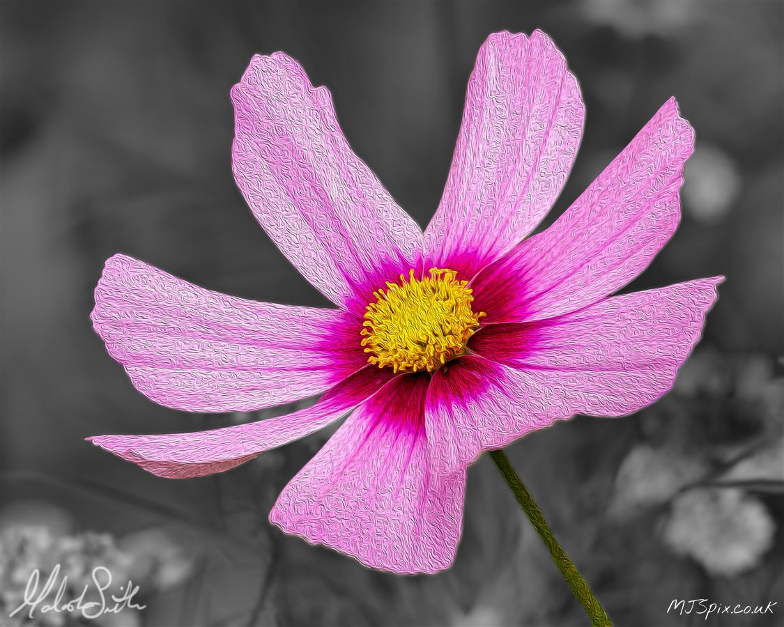 Photography by Malcolm J Smith