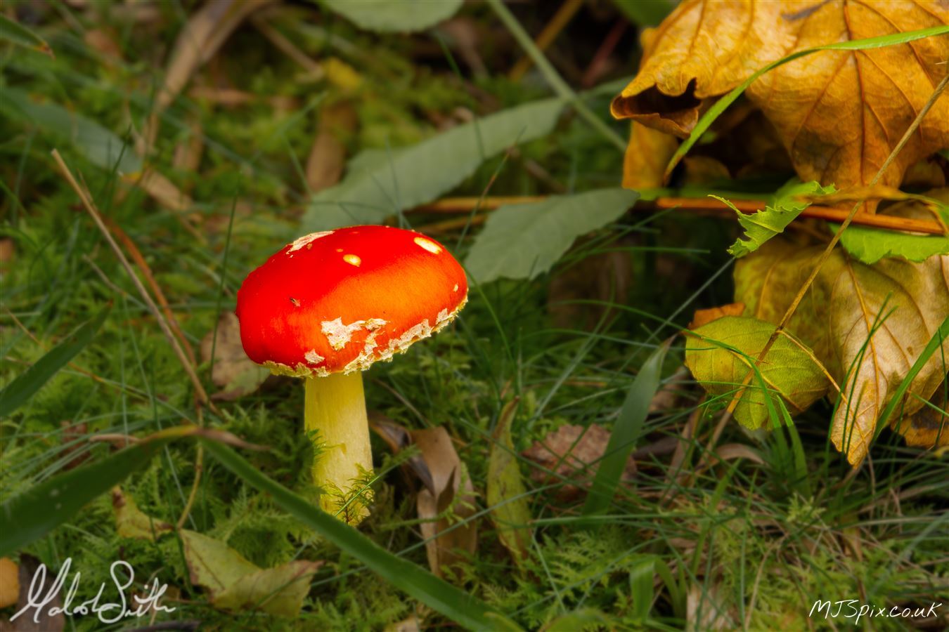 Shot along the River North Esk on the 