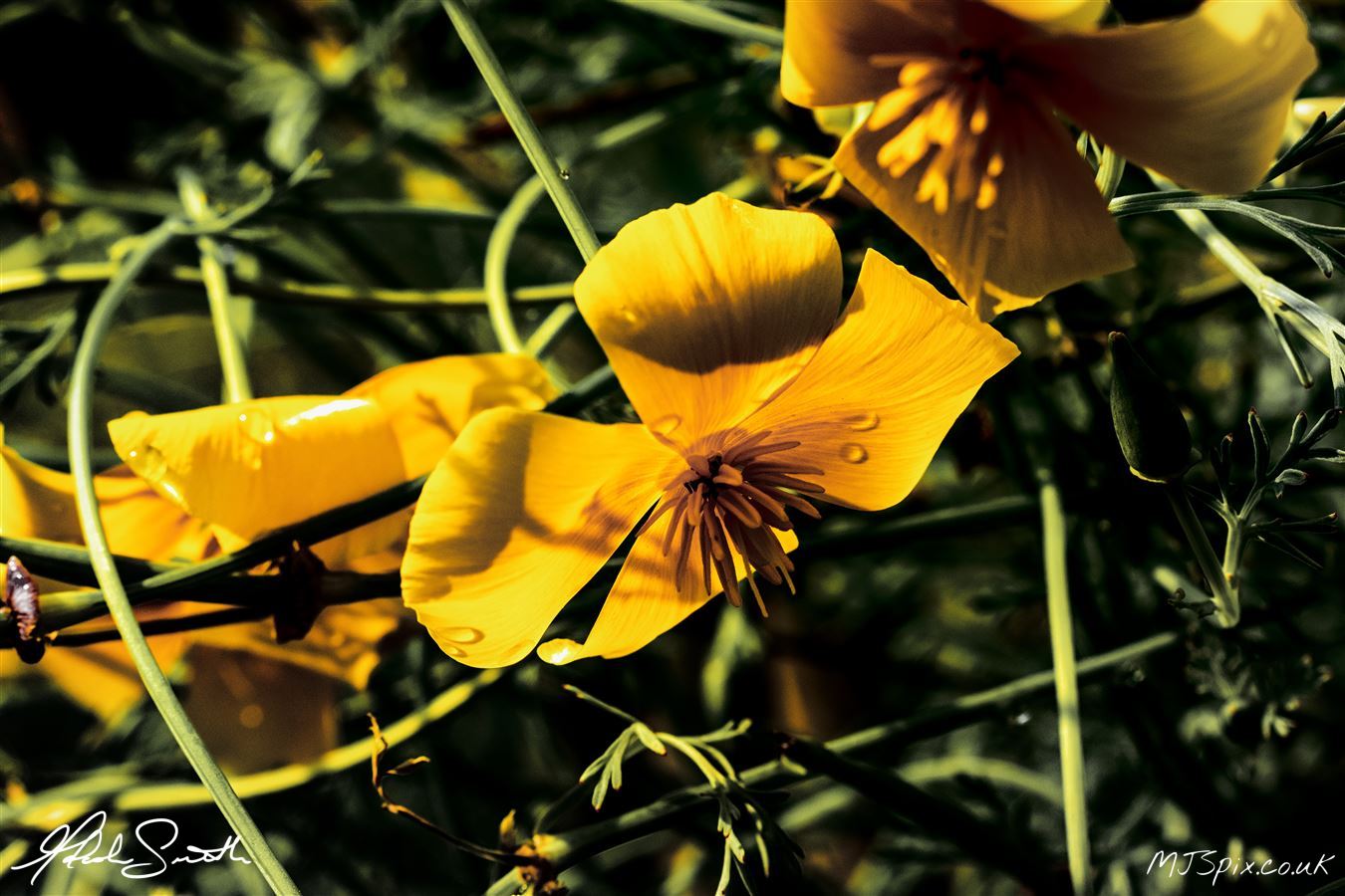 Photography by Malcolm J Smith