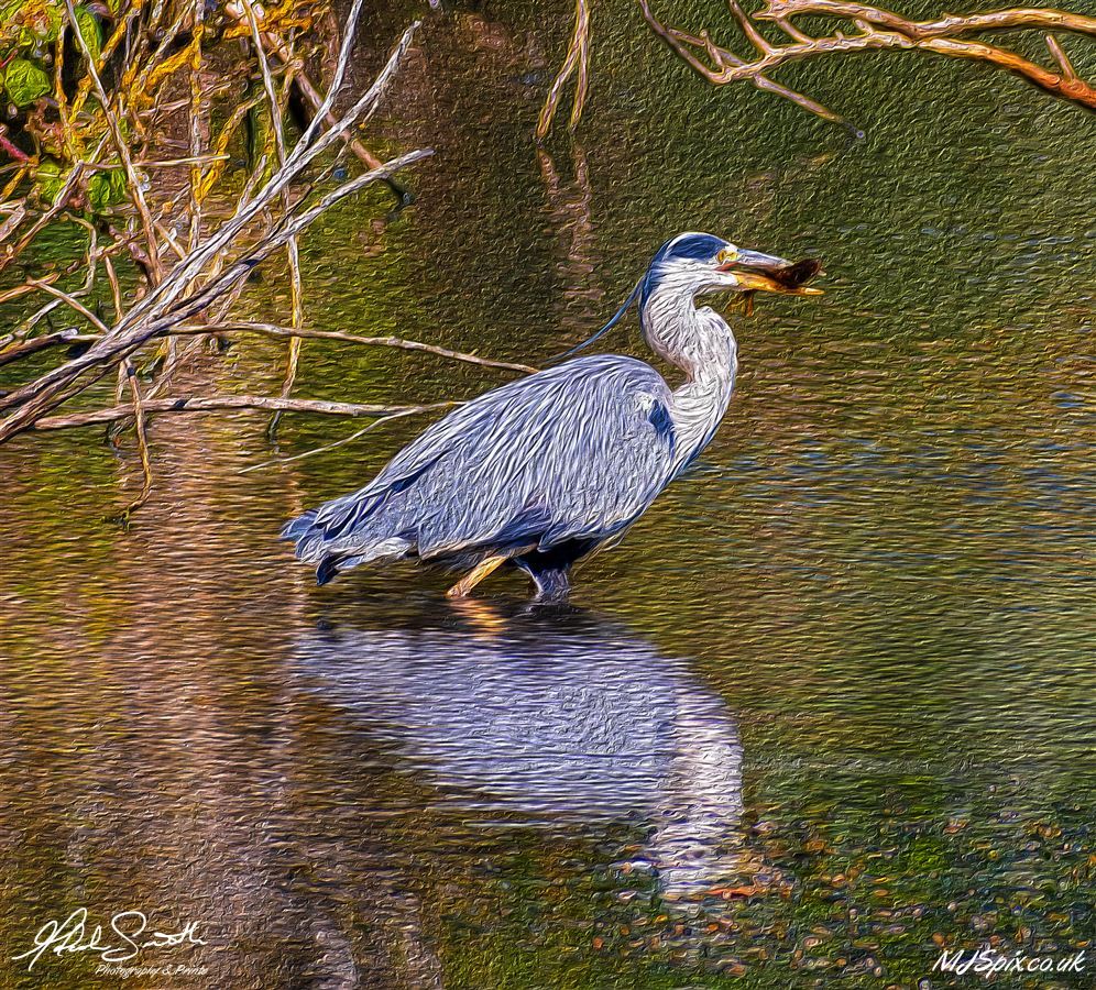 Heron fishing for lunch at Keptie Pond, Arbroath

Photography by Malcolm J Smith