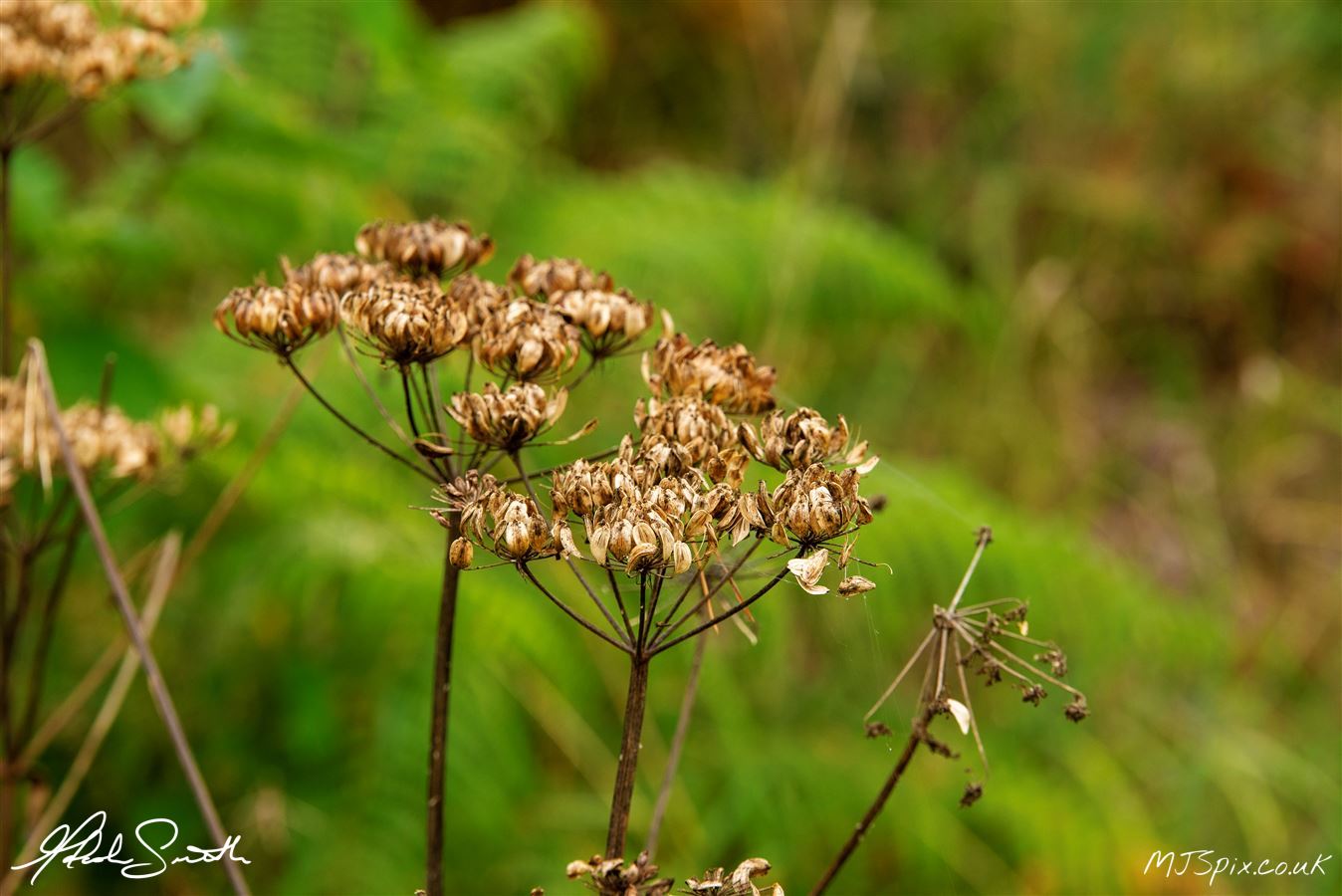 Photography by Malcolm J Smith