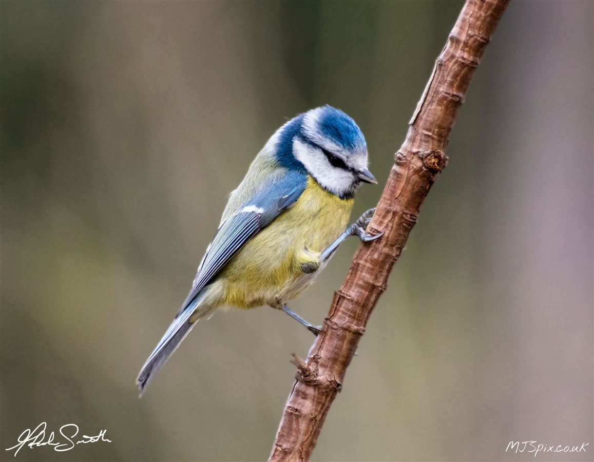Photography by Malcolm J Smith