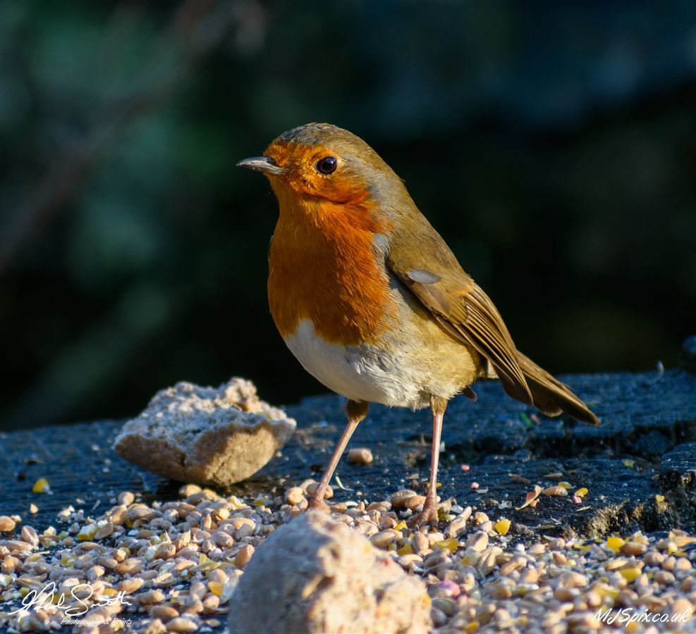 Photography by Malcolm J Smith