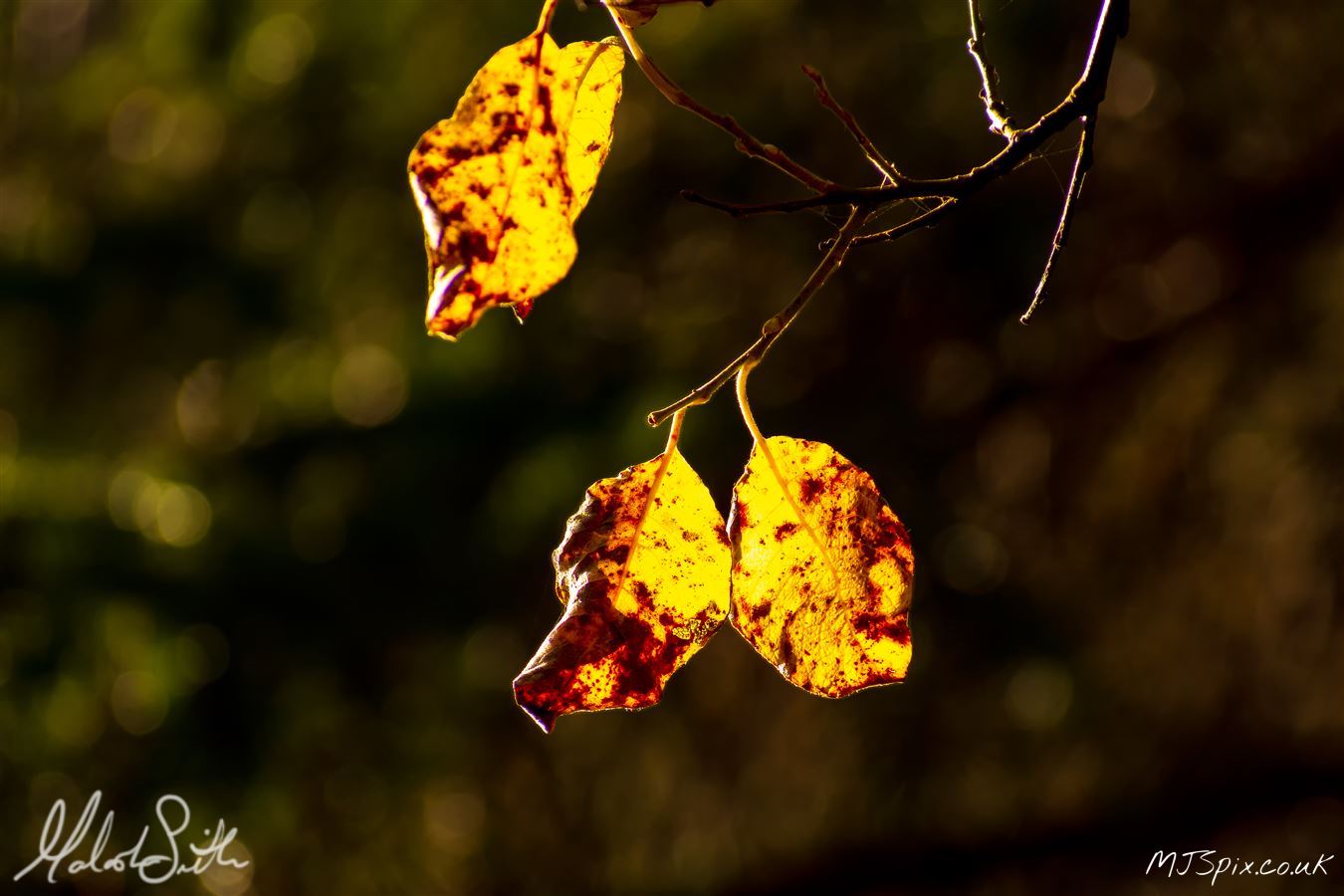 Photography by Malcolm J Smith