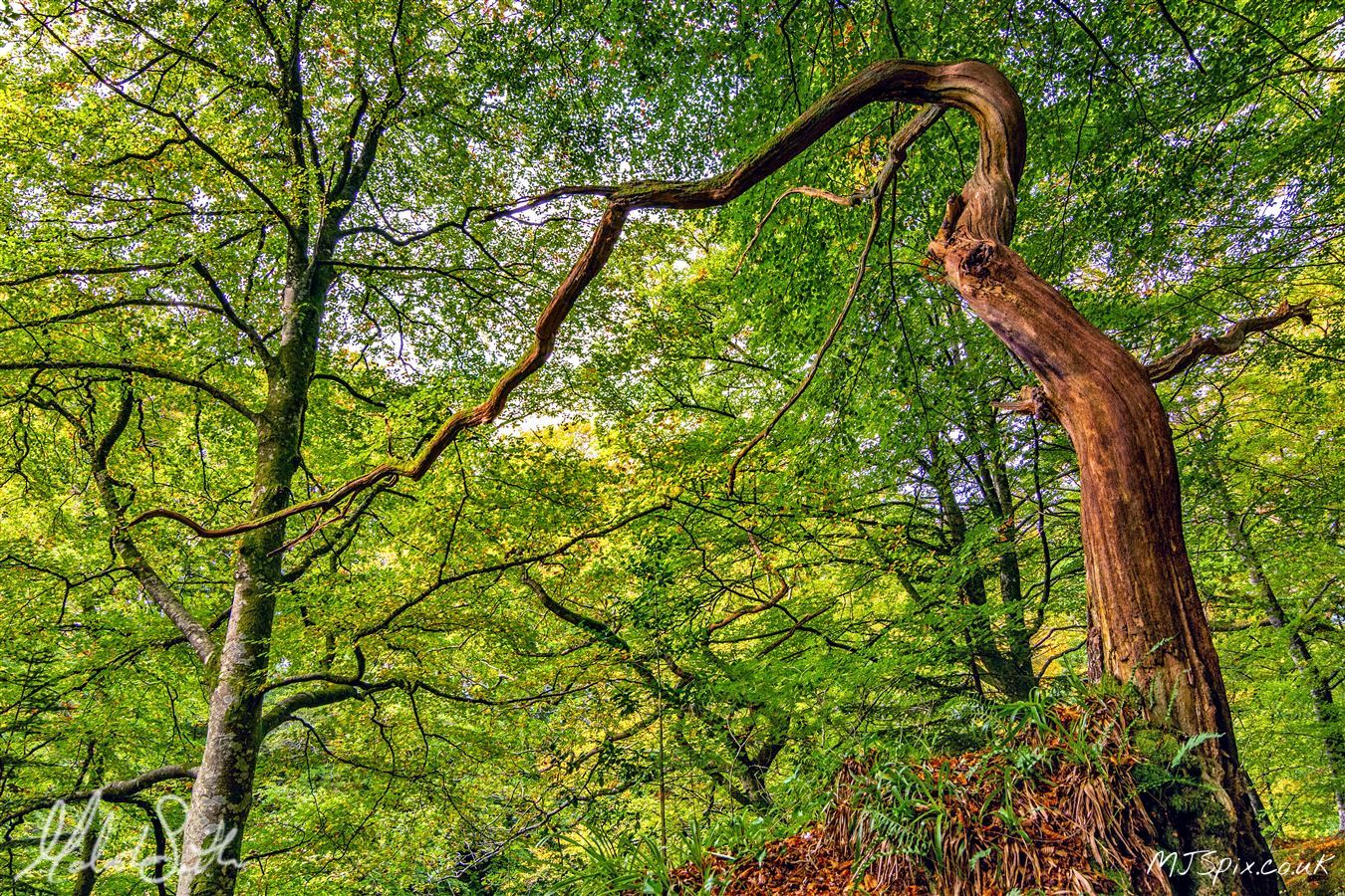 Shot along the River North Esk on the 