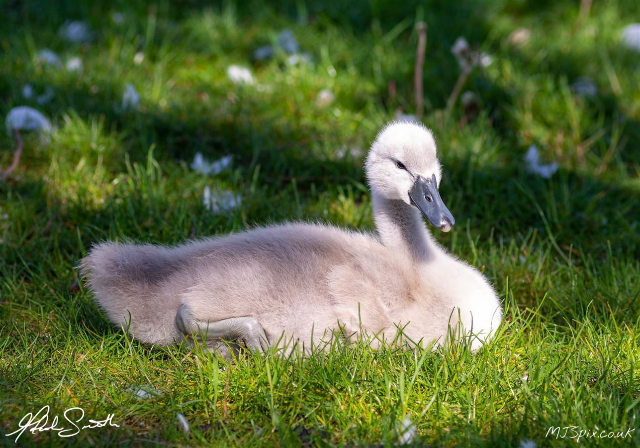 Photography by Malcolm J Smith