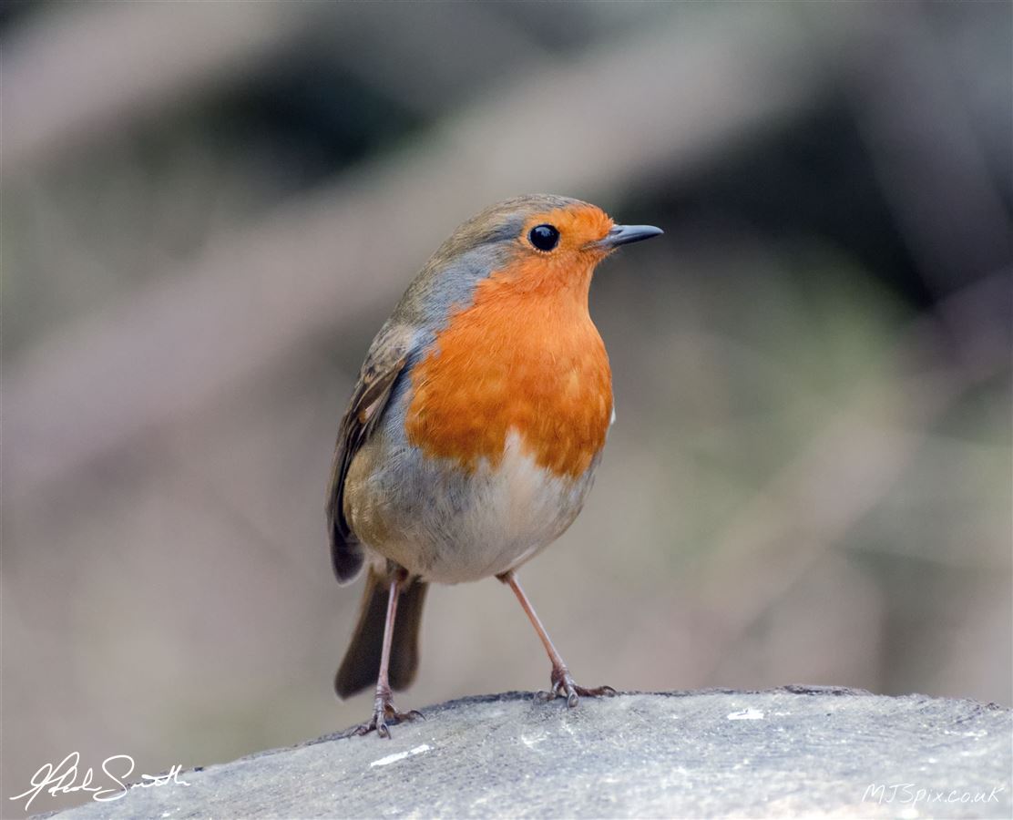 Photography by Malcolm J Smith