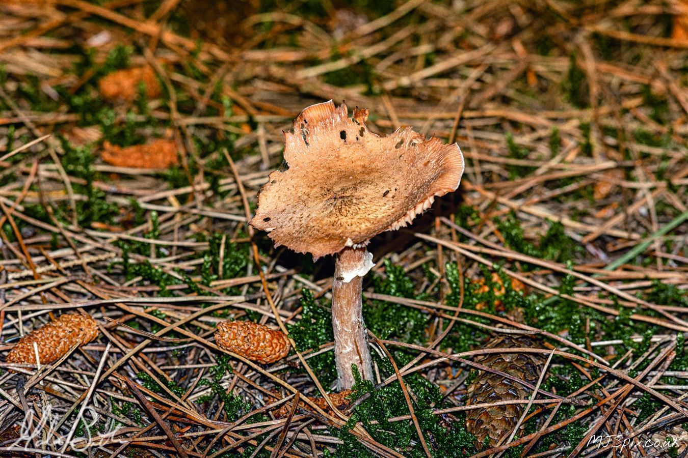 Mushroom on the Forest Floor with light filtering though the trees.