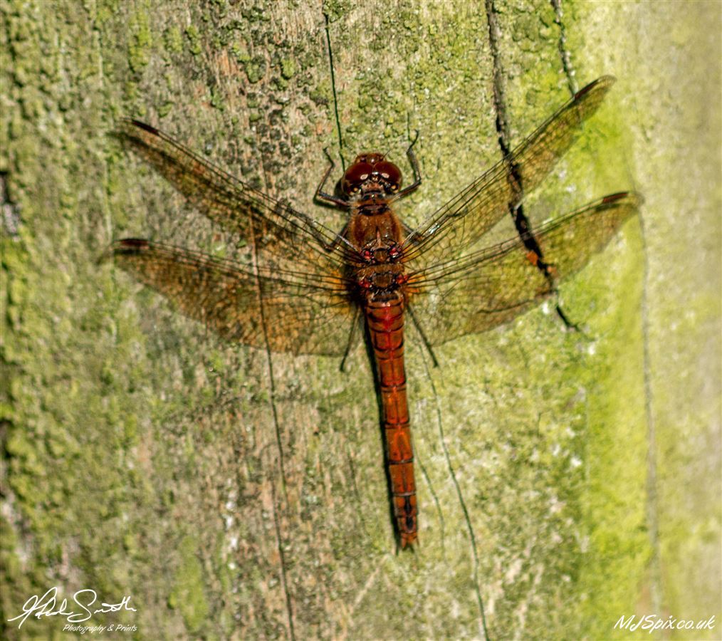 Photography by Malcolm J Smith