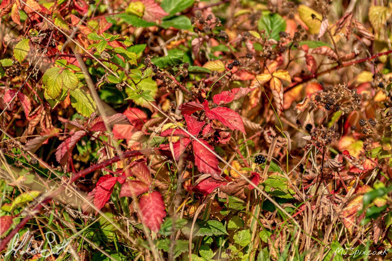 The changing colours of Autumn