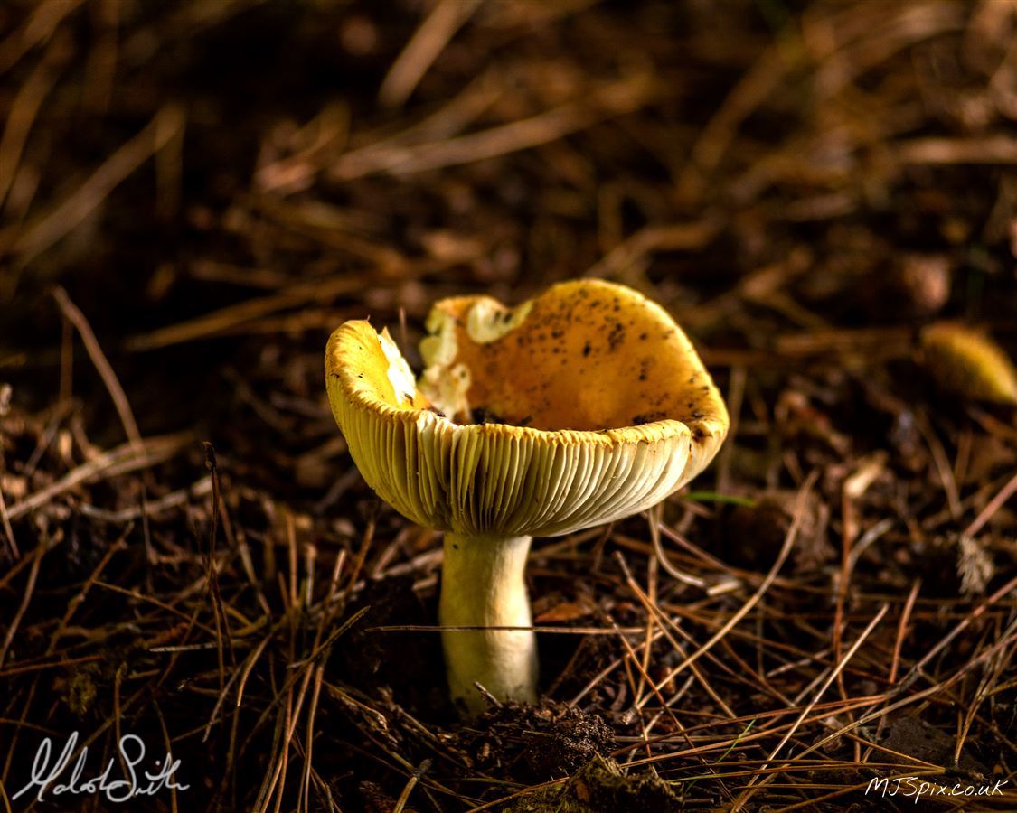 Mushroom on the Forest Floor with light filtering though the trees.