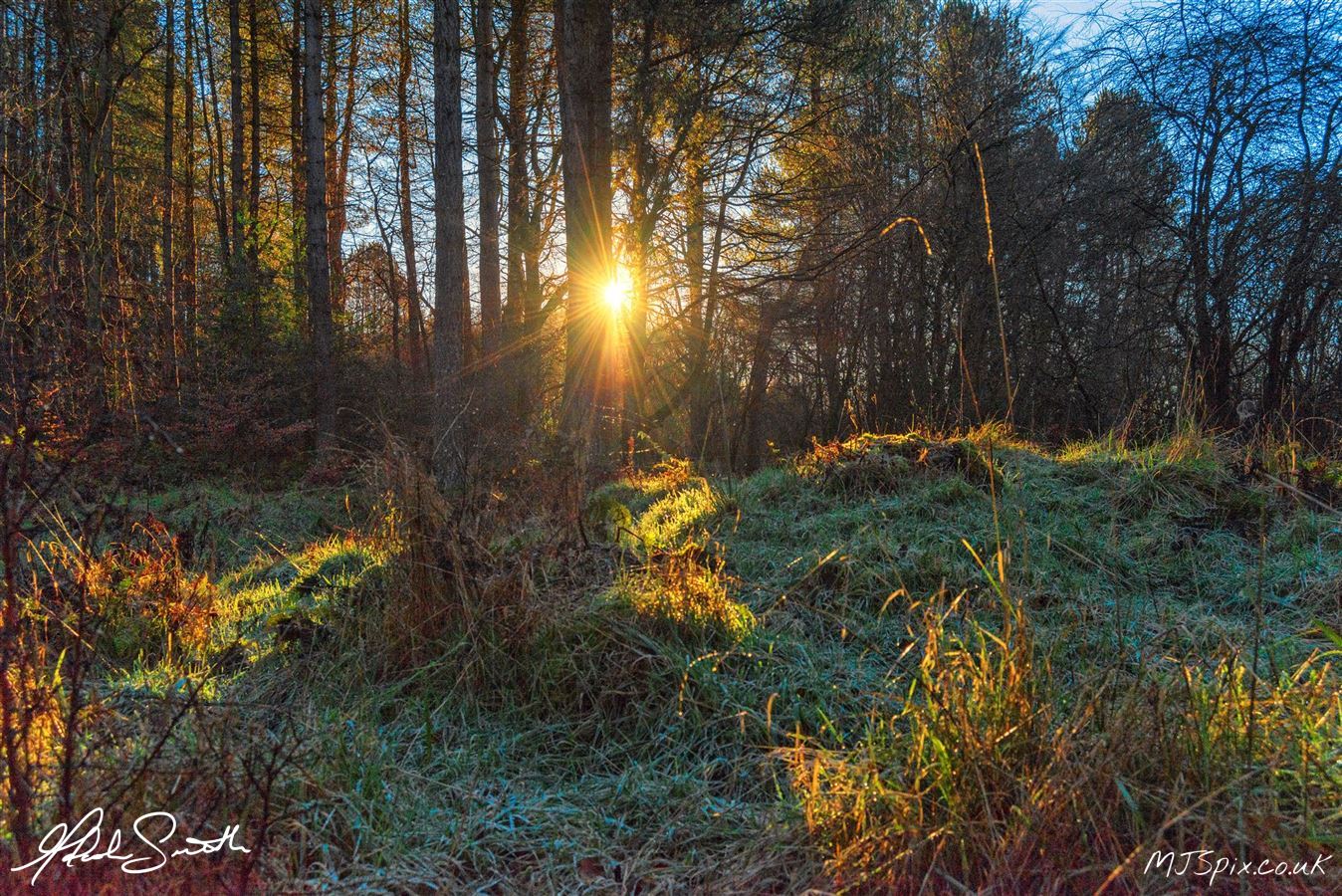 Forest Bathing while soaking the light from between the Trees