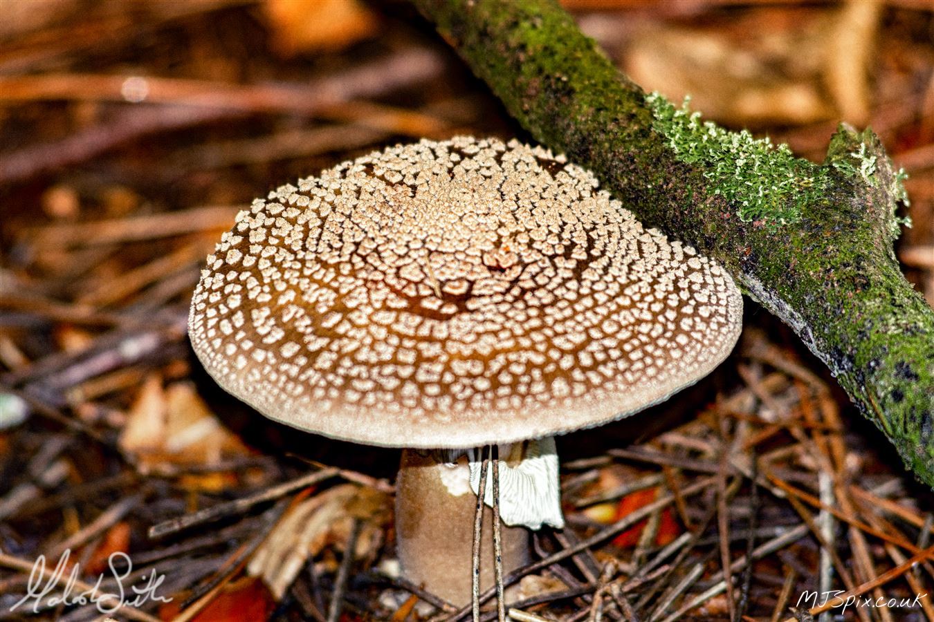 Mushroom on the Forest Floor with light filtering though the trees.