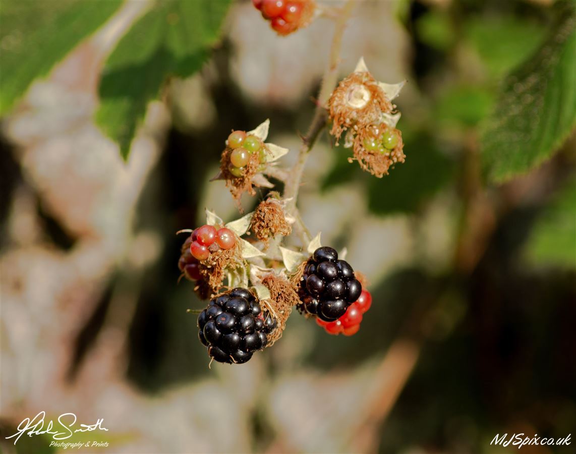 Photography by Malcolm J Smith