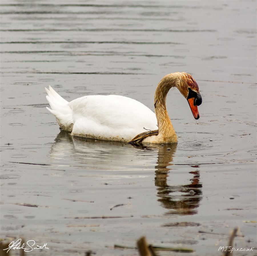 Photography by Malcolm J Smith