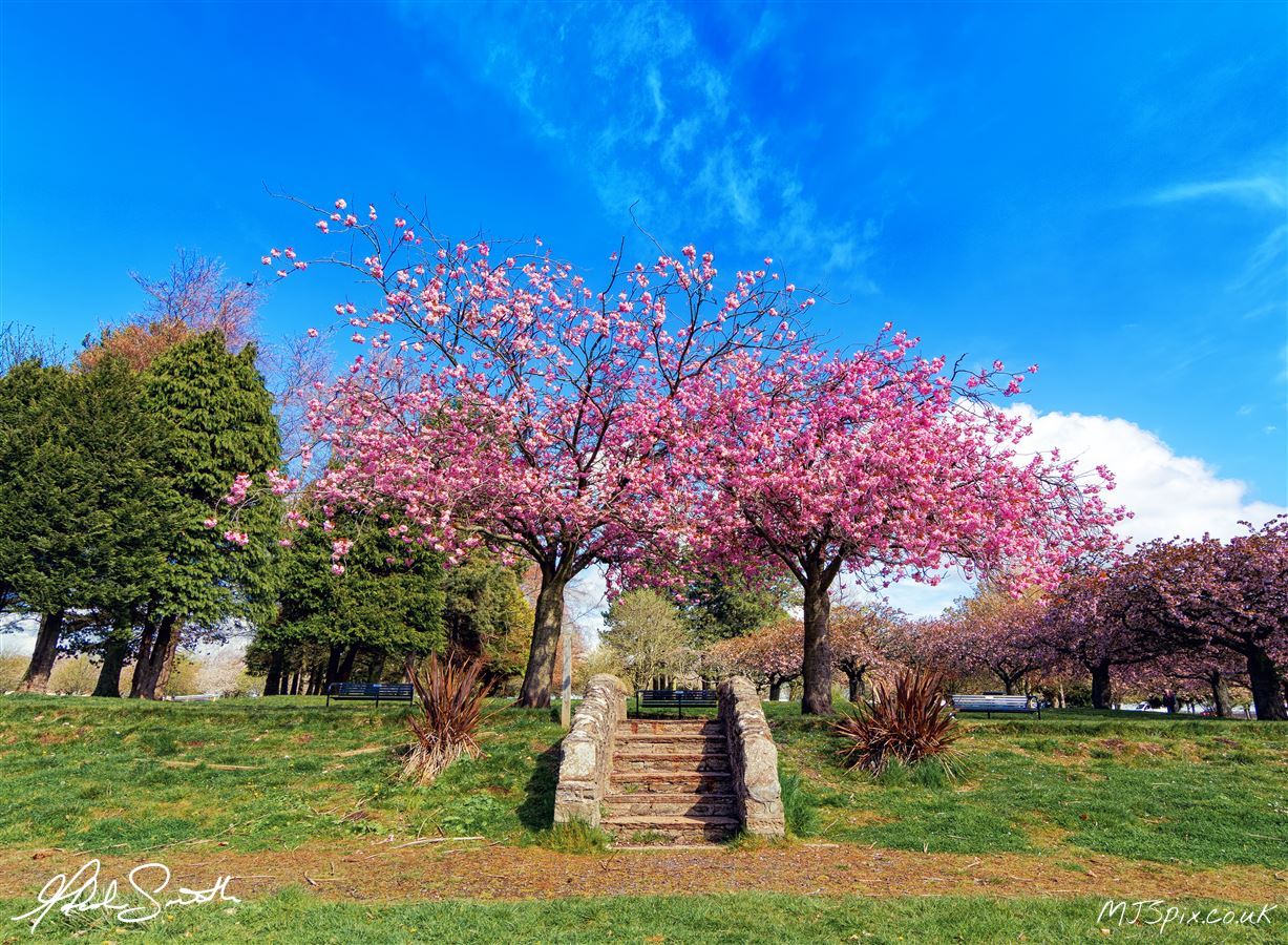 Blue Skies and Cherry Blossom
Photography by Malcolm J Smith